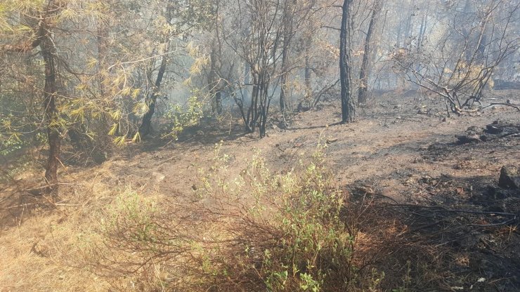 Orman yangını büyümeden söndürüldü