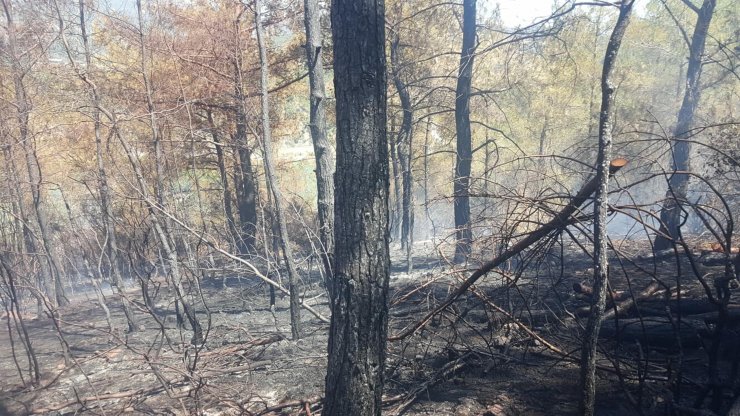 Orman yangını büyümeden söndürüldü