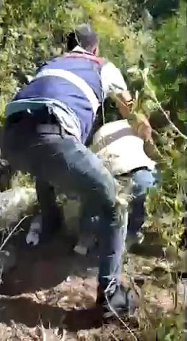 Ormanda kenevir eken 3 şüpheli, suçüstü yakalandı