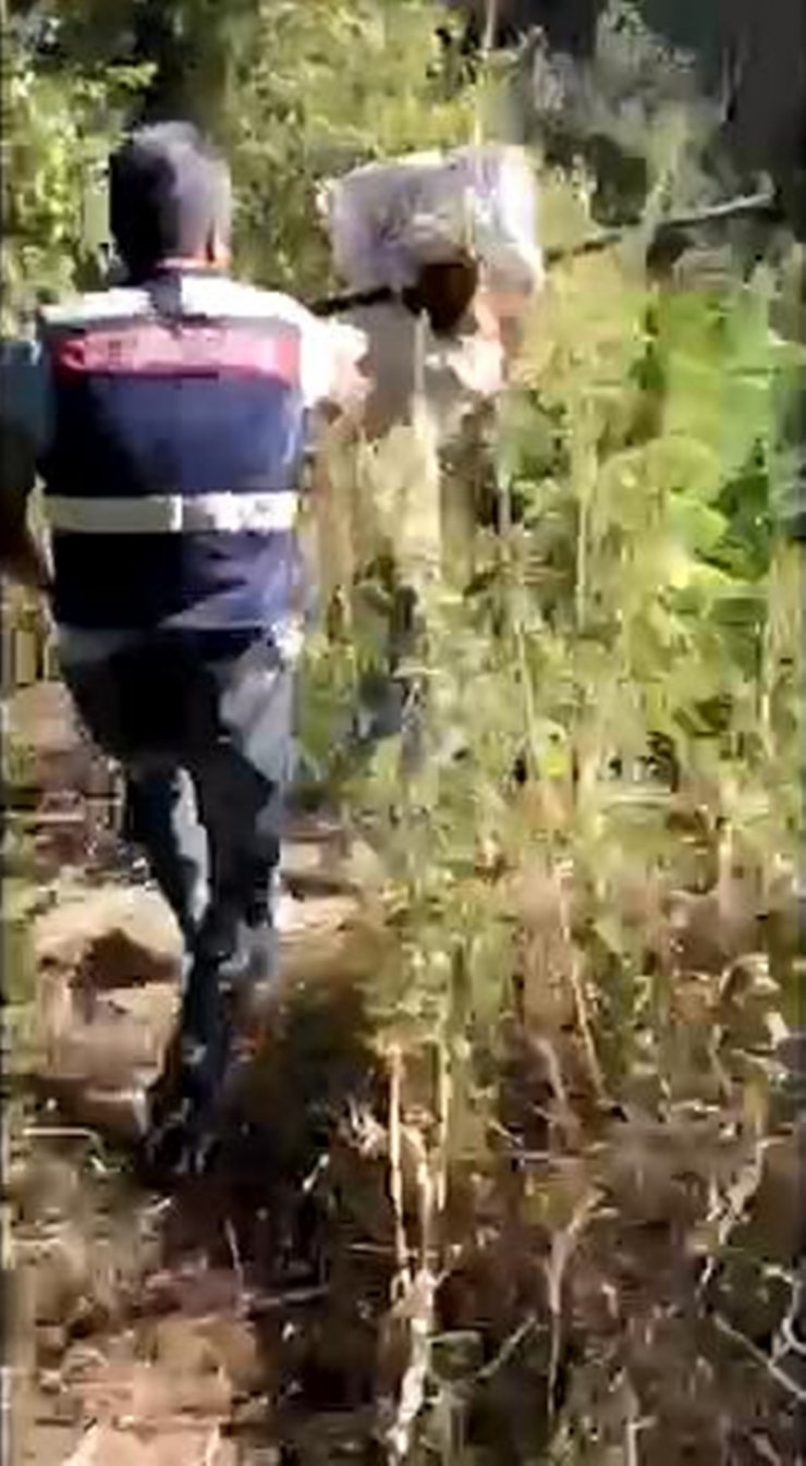 Ormanda kenevir eken 3 şüpheli, suçüstü yakalandı