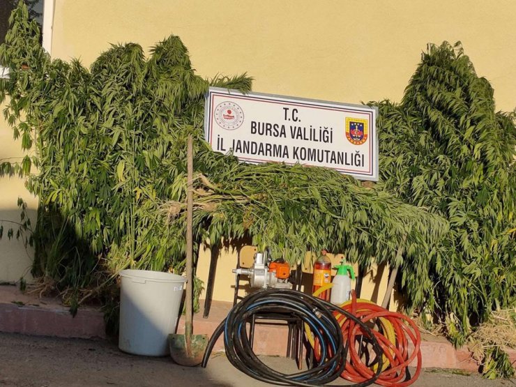 Ormanda kenevir eken 3 şüpheli, suçüstü yakalandı