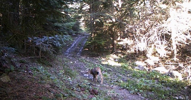 Ormanlardaki yaban çeşitliliği fotokapanla görüntülendi
