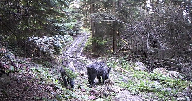 Ormanlardaki yaban çeşitliliği fotokapanla görüntülendi