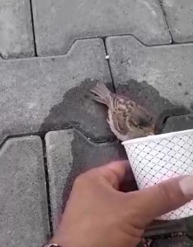 Sıcak havada susuzluktan baygın düşen serçeye kendi elleriyle su içirdiler