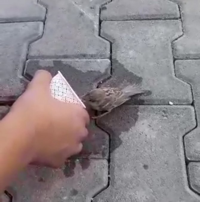 Sıcak havada susuzluktan baygın düşen serçeye kendi elleriyle su içirdiler