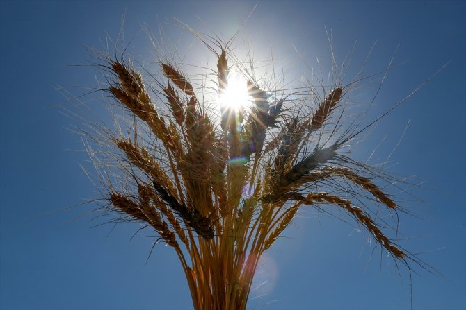 Van Gölü Havzası'nın yerel buğday çeşitleri koruma altına alındı