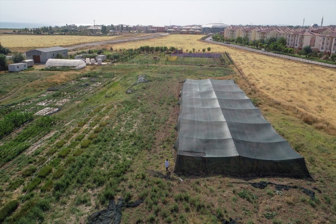 Van Gölü Havzası'nın yerel buğday çeşitleri koruma altına alındı