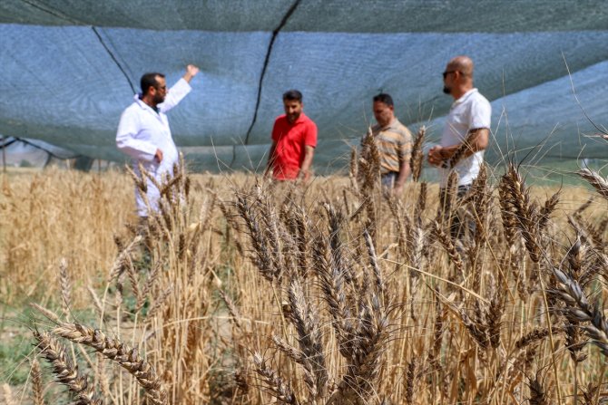 Van Gölü Havzası'nın yerel buğday çeşitleri koruma altına alındı