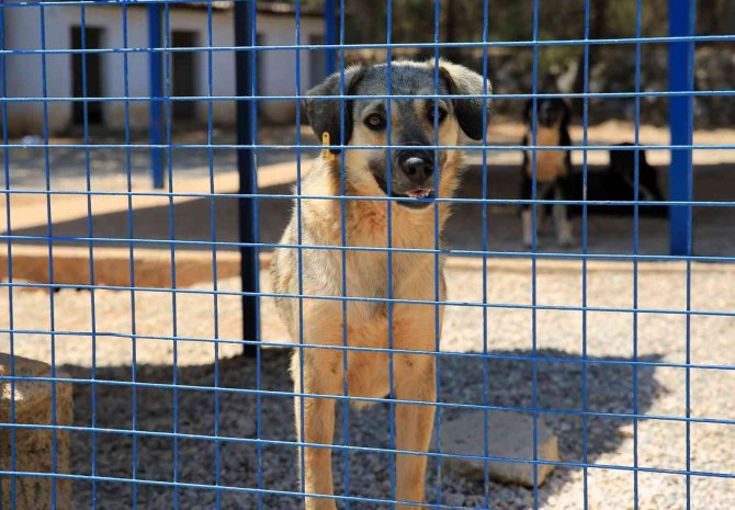 80 minik yürek, can dostlarıyla buluştu