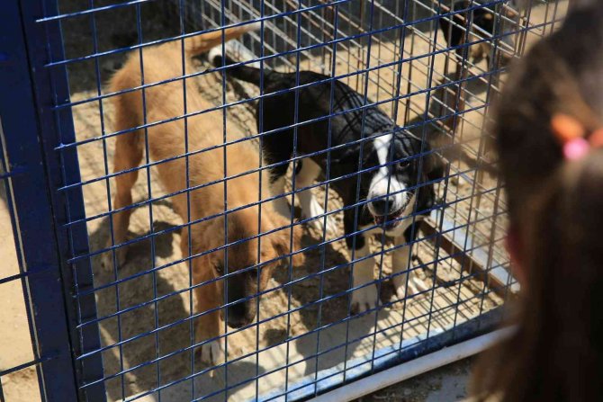 80 minik yürek, can dostlarıyla buluştu