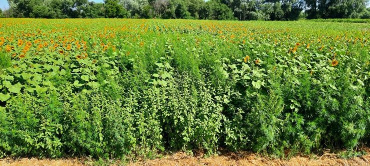 Ayçiçeği tarlasında 208 bin kök Hint keneviri dronla tespit edildi