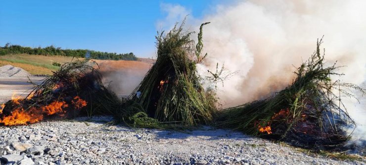 Ayçiçeği tarlasında 208 bin kök Hint keneviri dronla tespit edildi