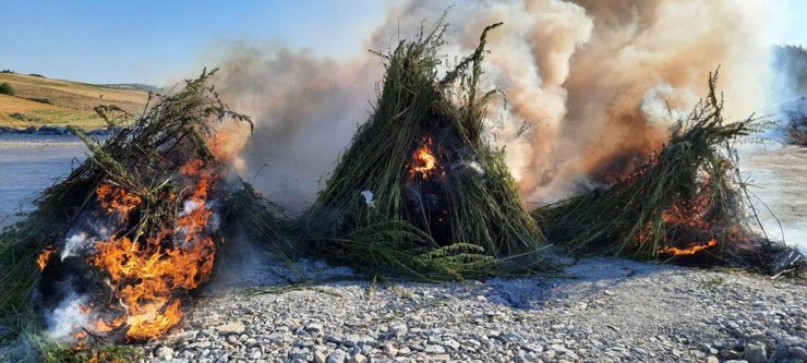 Ayçiçeği tarlasında 208 bin kök Hint keneviri dronla tespit edildi