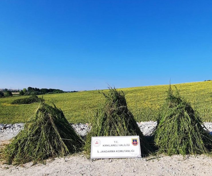 Ayçiçeği tarlasında 208 bin kök Hint keneviri dronla tespit edildi