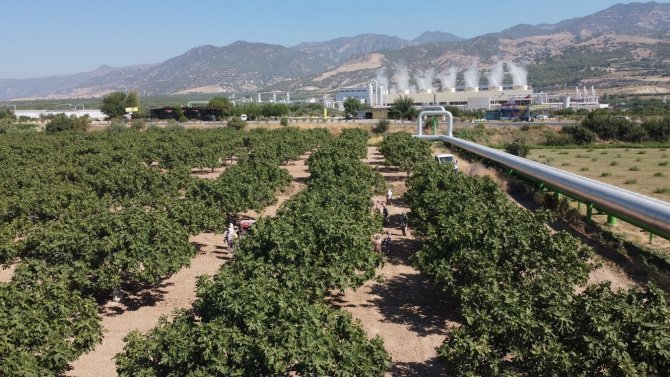 Aydın’da taze incirde hasat sezonu başladı