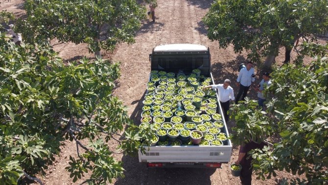Aydın’da taze incirde hasat sezonu başladı