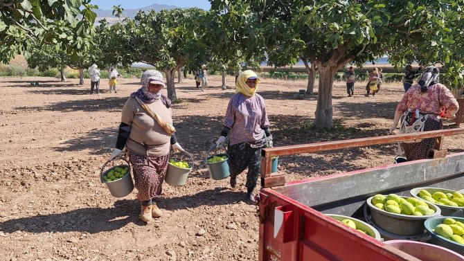 Aydın’da taze incirde hasat sezonu başladı