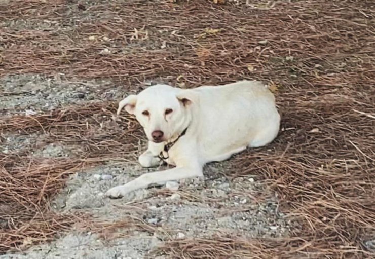 Boş araziye bırakılan 20 köpekten 6'sı ölü bulundu