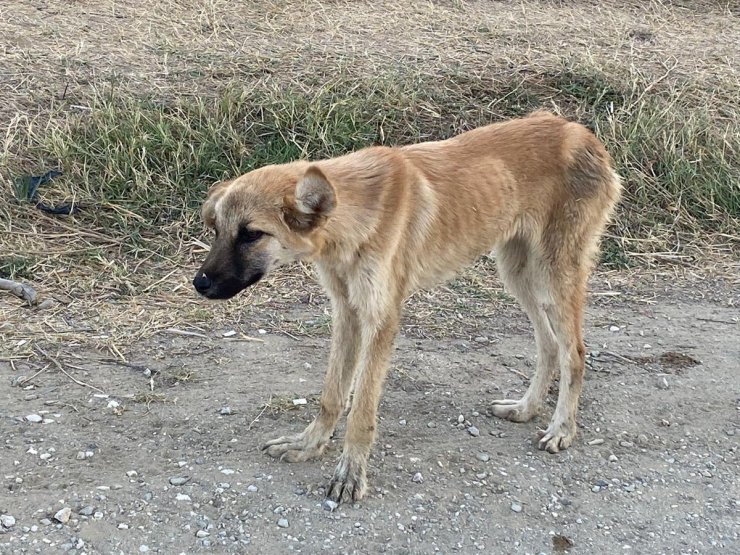 Boş araziye bırakılan 20 köpekten 6'sı ölü bulundu
