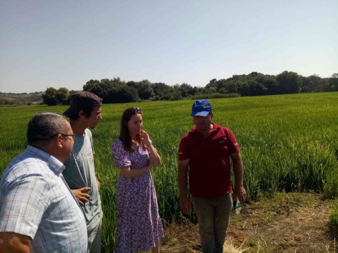 Çeltik tarlalarında gübreleme sürüyor