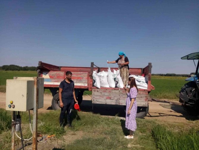 Çeltik tarlalarında gübreleme sürüyor