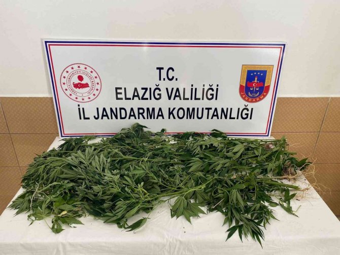 Elazığ’da jandarmadan eş zamanlı uyuşturucu operasyonu