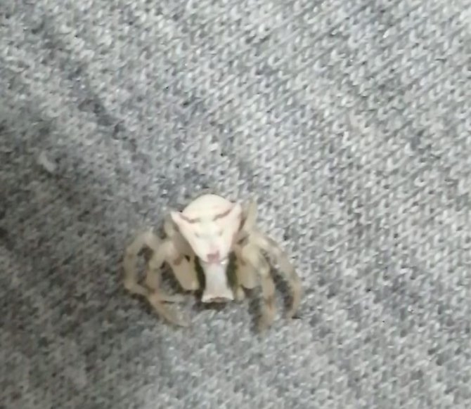 İnsan yüzlü örümcek görenleri şaşkına çevirdi