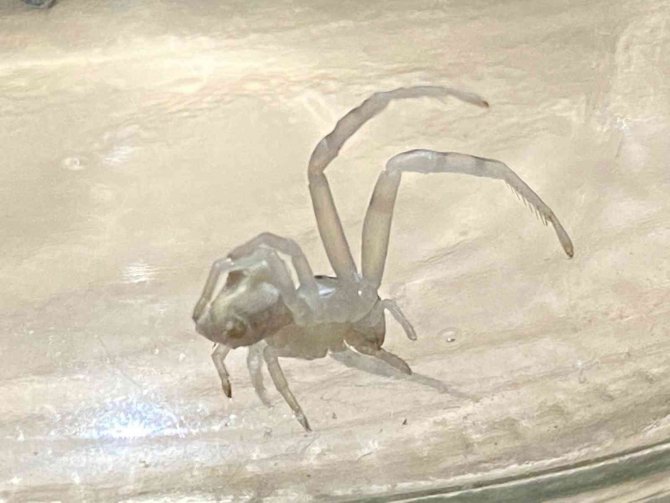 İnsan yüzlü örümcek görenleri şaşkına çevirdi