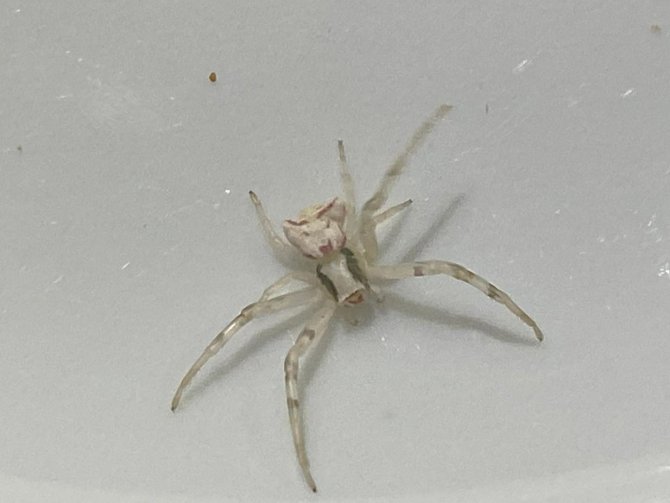 İnsan yüzlü örümcek görenleri şaşkına çevirdi