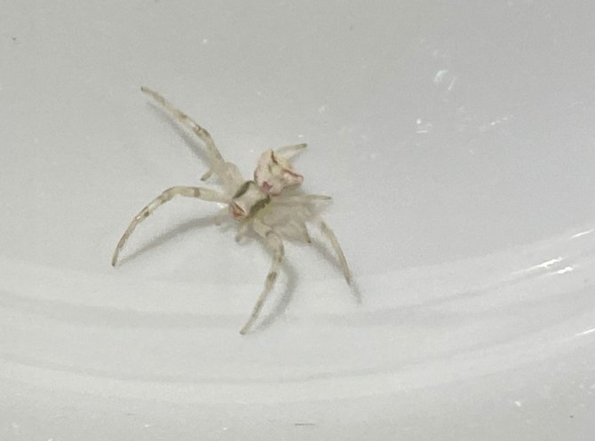 İnsan yüzlü örümcek görenleri şaşkına çevirdi