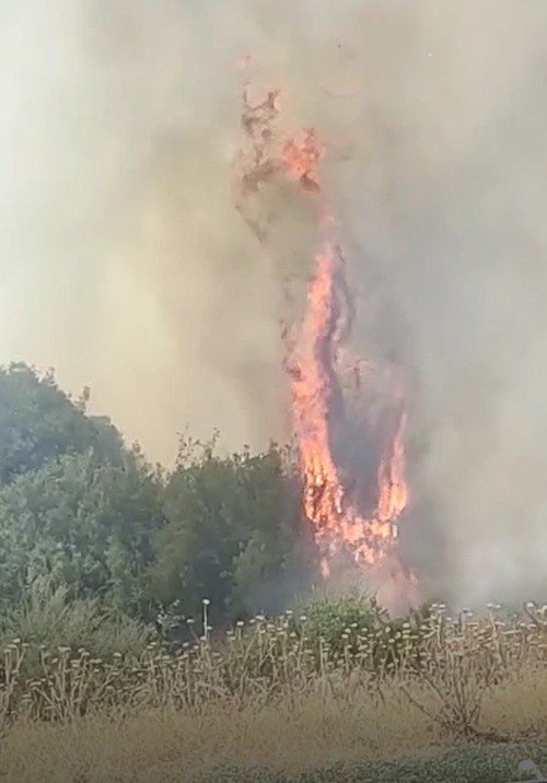Örtü yangınında arı kovanları ve ağaçlar küle döndü