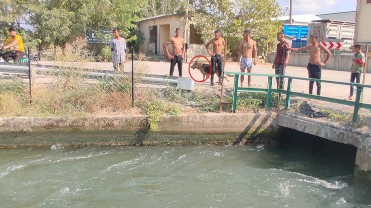 Sahibinin boğulduğunu zanneden köpek suya atladı; o anlar kamerada