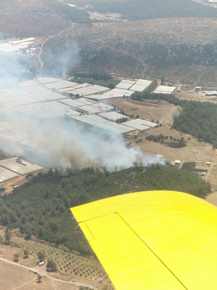 Serada çıkan yangın, ormana sıçradı