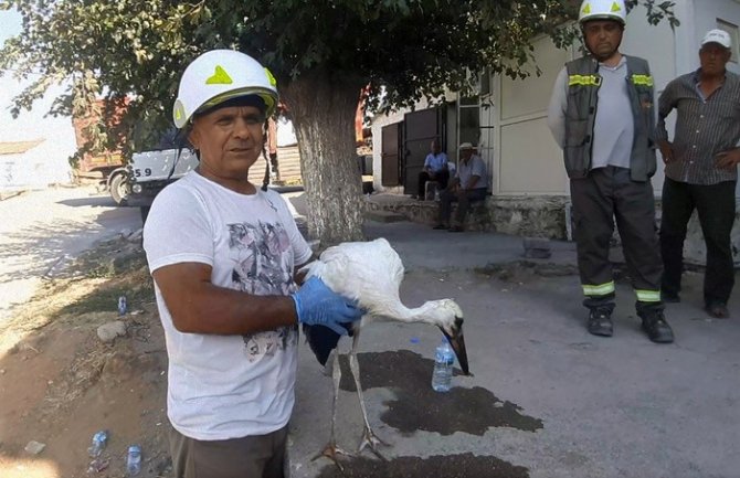 Sıcaklar leylekleri de etkiledi, doğaseverler leylekler için harekete geçti