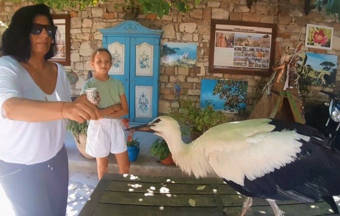 Sıcaklar leylekleri de etkiledi, doğaseverler leylekler için harekete geçti