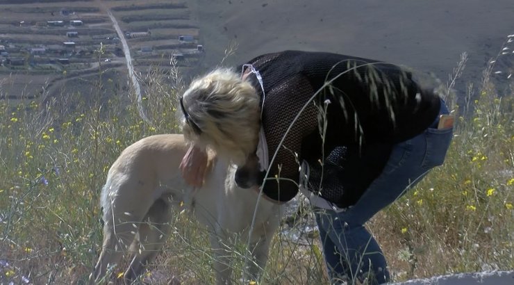 Sitede sokak hayvanlarına 'jiletli tel' tuzağına tepki