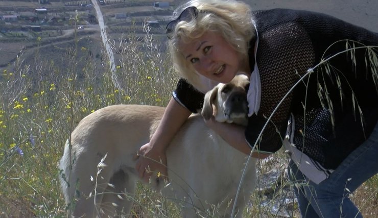 Sitede sokak hayvanlarına 'jiletli tel' tuzağına tepki