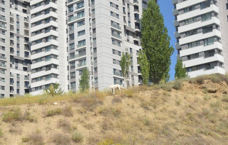 Sitede sokak hayvanlarına 'jiletli tel' tuzağına tepki