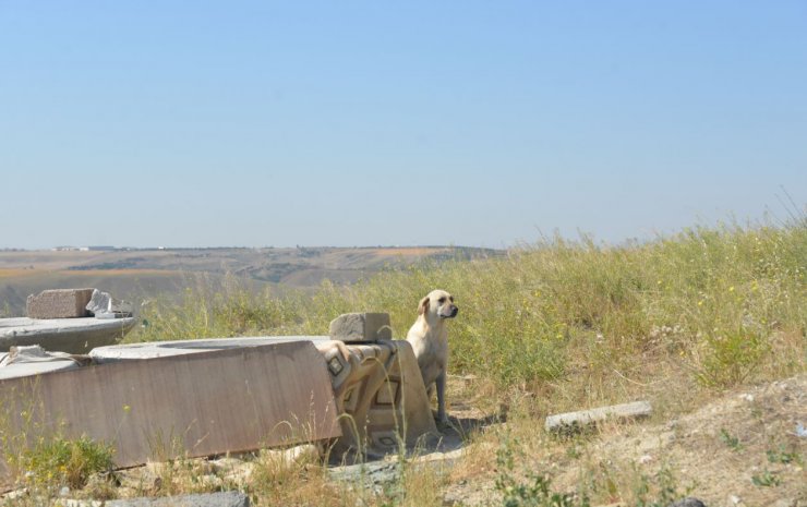 Sitede sokak hayvanlarına 'jiletli tel' tuzağına tepki
