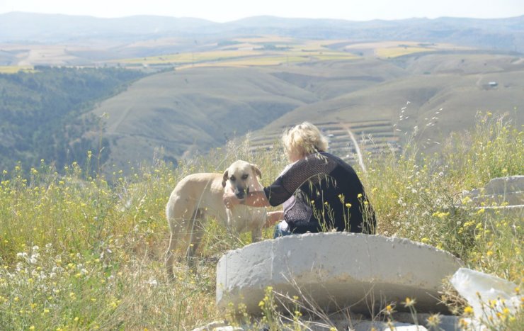 Sitede sokak hayvanlarına 'jiletli tel' tuzağına tepki