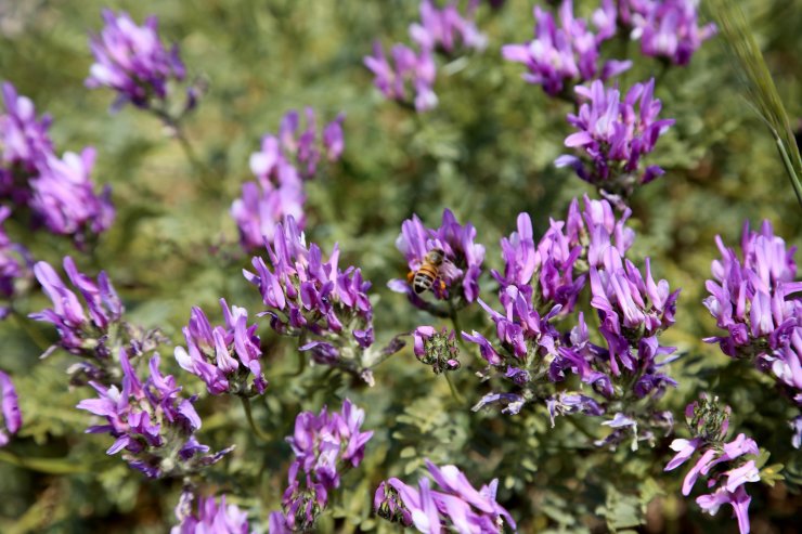 Türk arıcılar ‘oğul balını’ dünyaya tanıtıyor