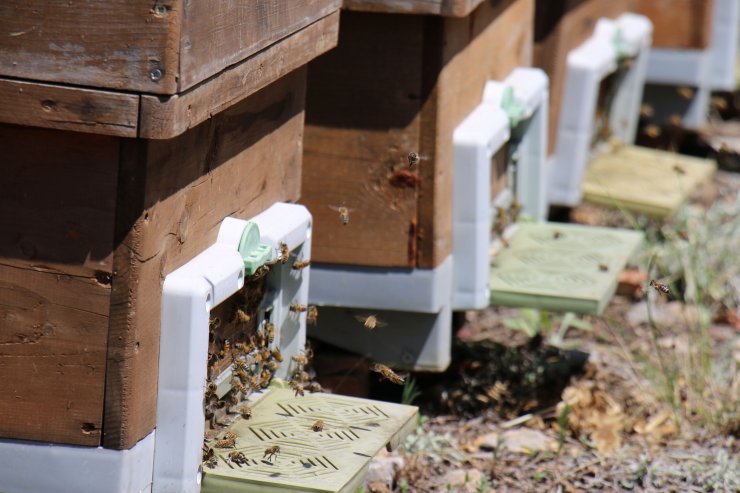 Türk arıcılar ‘oğul balını’ dünyaya tanıtıyor