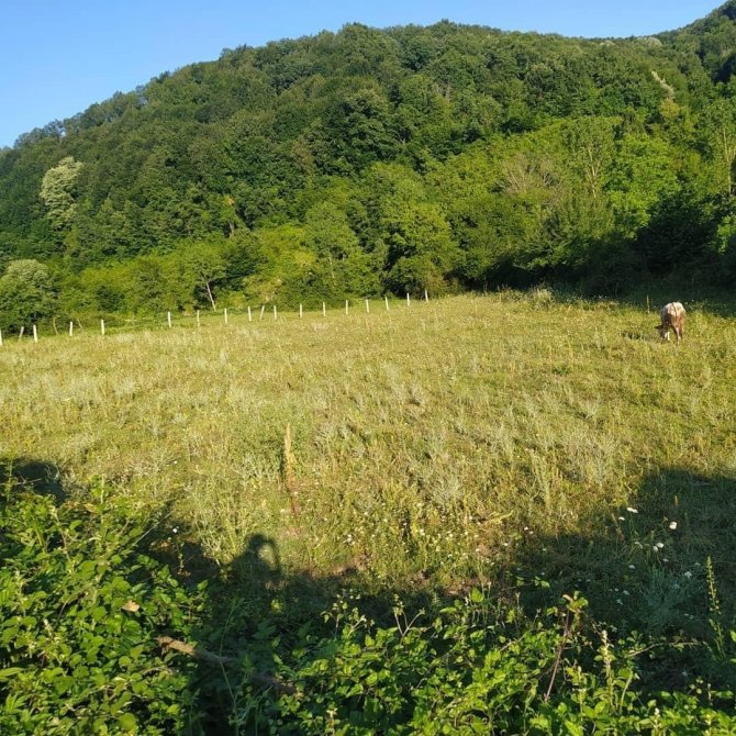 Yaşlı adam bahçesinde ölü bulundu