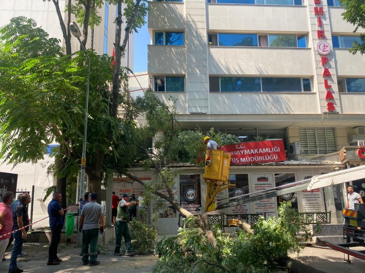 10 metrelik ağaç dalı, nüfus müdürlüğüne devrildi; o anlar kamerada