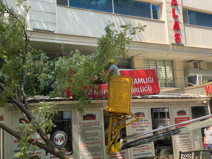 10 metrelik ağaç dalı, nüfus müdürlüğüne devrildi; o anlar kamerada