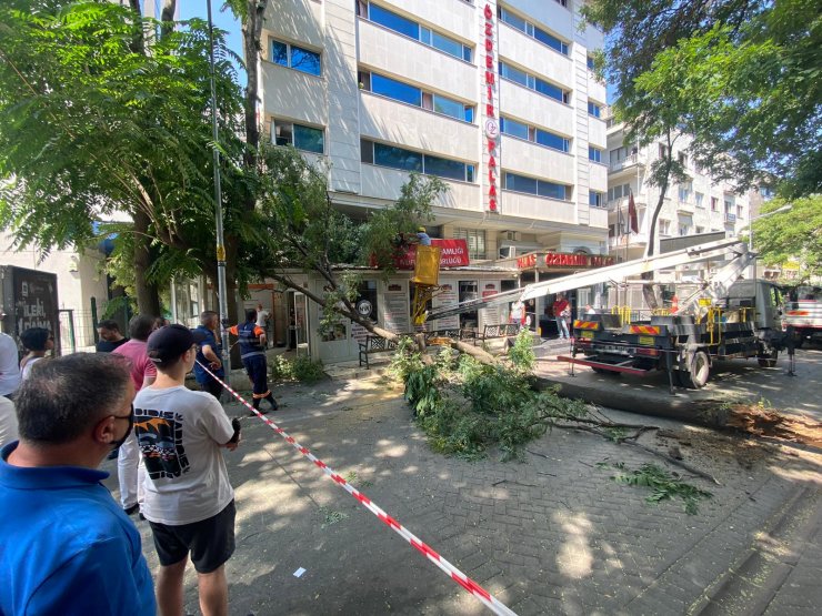 10 metrelik ağaç dalı, nüfus müdürlüğüne devrildi; o anlar kamerada
