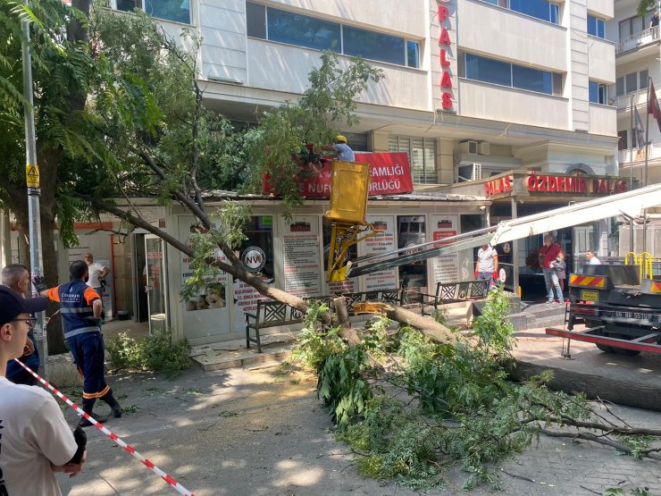 10 metrelik ağaç dalı, nüfus müdürlüğüne devrildi; o anlar kamerada