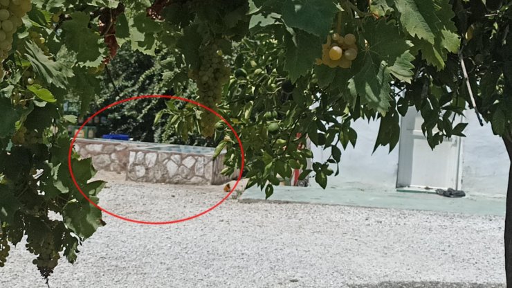 Cinayete kurban giden Konyalı Zehra'nın ölümüyle ilgili adli tıp raporu açıklandı