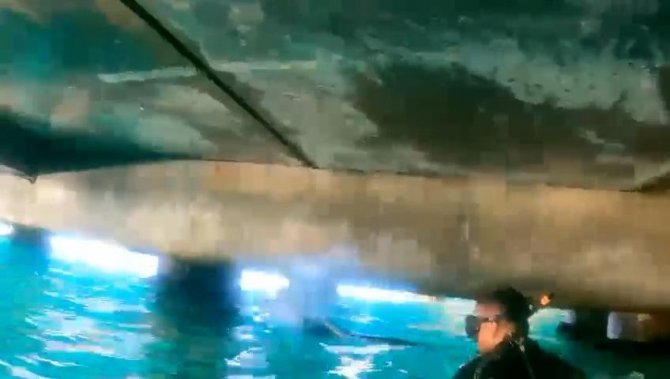 Denize düşen köpeğin yardımına Sahil Güvenlik ekipleri koştu