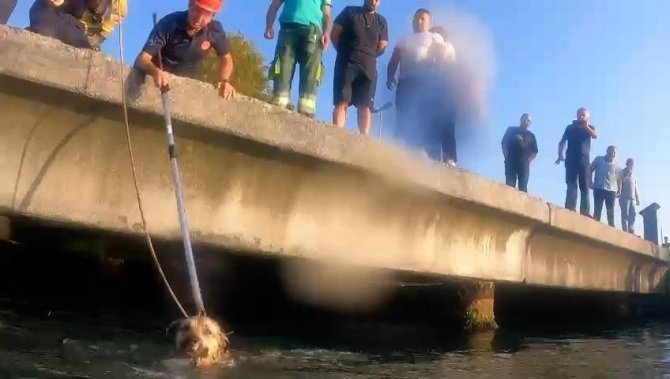 Denize düşen köpeğin yardımına Sahil Güvenlik ekipleri koştu
